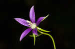 Florida bellflower